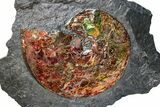 Brilliant Red Ammonite Preserved In Precious Ammolite #222716-1